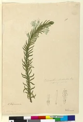 Página 98. Chloanthes stoechadis, c.1803-06 (wc, caneta, tinta e lápis)