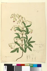 Página 99. Bignonia australisPandorea pandorana, c.1803-06 (wc, caneta, tinta e lápis)