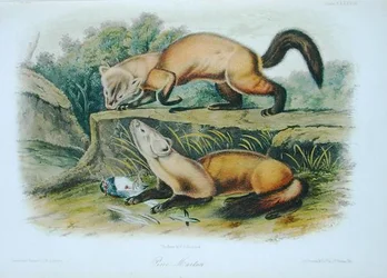 Marta, prancha 138 de "Quadrupeds of North America", gravada por W.E. Hitchcock