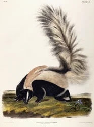 Doninha-fedorenta-de-cauda-comprida, 1846