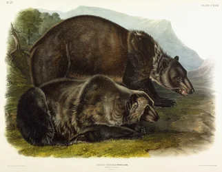 Urso pardo, 1848