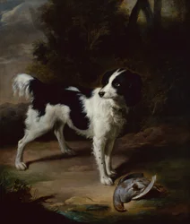 Um springer spaniel preto e branco com uma perdiz morta numa paisagem