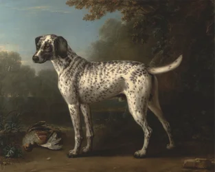Um Cão Manchado de Grey Spotted Hound