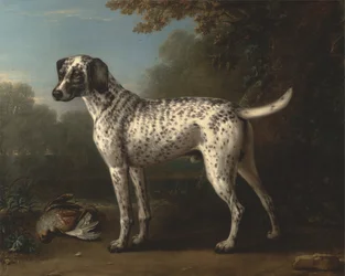 Um cão de caça com pintas cinzentas
