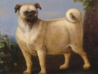 Um pug numa paisagem