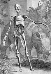 Um Esqueleto, placa 4 de "Mesas do Esqueleto e Músculos do Corpo Humano" de Bernard Siegfried Albinus (1697-1770) gravado por Charles Grignion (1717-1810) 1747 (gravura)