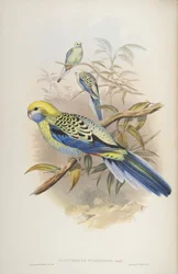 Platycerus cyanogenus, dos pássaros da Austrália por John Gould, 1840