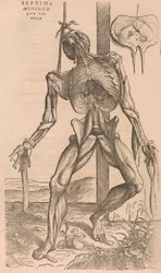 De humani corporis fabrica Da Estrutura do Corpo Humano, 1555.
