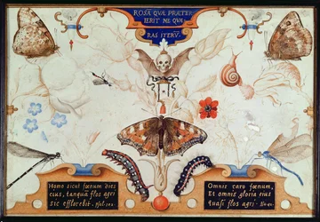 Díptico com flores e insetos, 1591 (marouflage und pergaminho no painel)