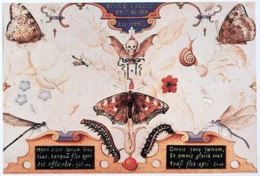 Díptico com flores e insetos, 1591.