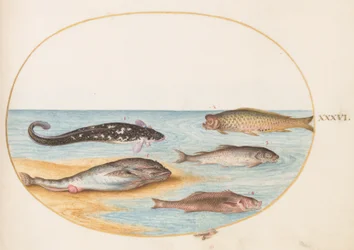 Peixe, c.1575-80