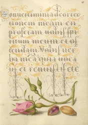Rosa Francesa e Pistáchio