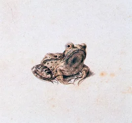 Sapo verde, século XVI
