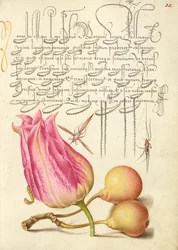 Inseto imaginário, tulipa, aranha e pera comum
