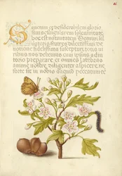 Insectos, espinheiro-alvar, lagarta e figueira-da-índia