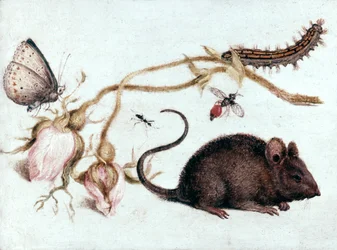 Rato, flor e inseto, século XVI.