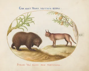 Placa 15: Um Urso e um Lince (?)