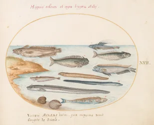 Placa 17: Bacalhau, Weever Fish, Enguias e Outros Peixes