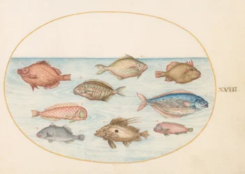 Placa 18: Boarfish, Razorfish, Butterfish, John Dory e outros peixes