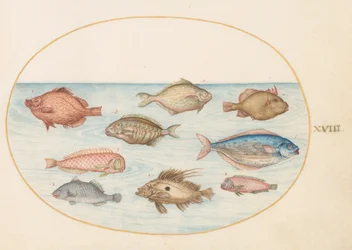 Prancha 18: peixe-porco, peixe-navala, peixe-manteiga, um peixe-galo e outros peixes