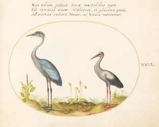 Placa 18: Garça e Cegonha