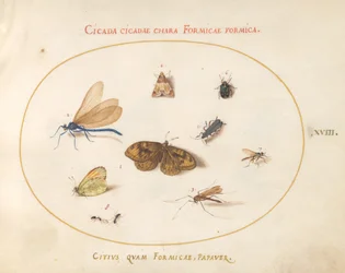 Ilustração 18: Duas borboletas e uma mariposa com uma libélula, duas formigas e quatro outros insetos