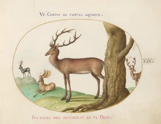 Placa 19: Quatro Tipos de Veados