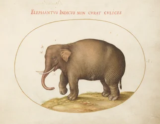 Placa 1: Elefante com insetos