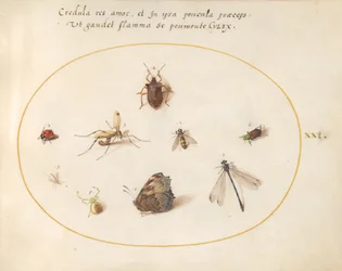 Placa 21: Uma borboleta com uma libélula, uma joaninha e cinco outros insetos
