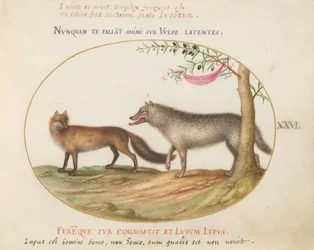 Placa 26: Uma Raposa Vermelha e um Lobo