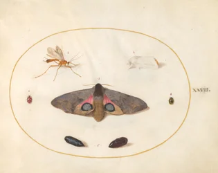 Ilustração 27: Duas Mariposas, Duas Crisálidas e Outros Insetos