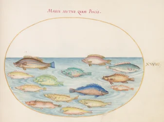 Prancha 28: Dourada(?) e outros peixes