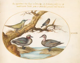 Prancha 32: uma marrequinha-de-asa-verde, um jovem pica-pau-verde e duas outras aves