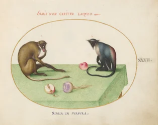 Placa 32: Dois macacos em uma mesa