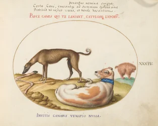 Gravura 34: Três Cães, Incluindo um "Mímico"