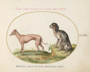 Placa 36: Dois Cães Pintados