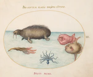 Placa 3: Uma morsa, um polvo de nove patas e um peixe-lua