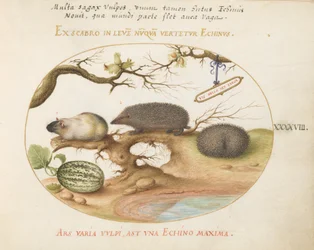 Placa 48: Cobaia e Hegehogs com Melão e Cobnuts