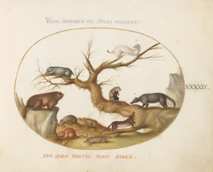 Placa 49: Marmota, Hamsters, Rato, Rato do Campo, Megera e um Quatimundi