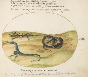Ilustração 57: Uma Serpente, uma Salamandra de Fogo e uma Criatura Semelhante a Serpente com Duas Pernas