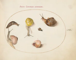 Prancha 62: Uma lesma com caracóis