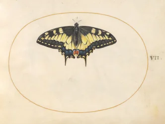 Estampa 7: Borboleta-cauda-de-andorinha