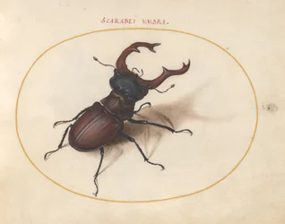 Escaravelho, c.1575-80