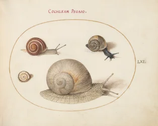 Caracol, c.1575-80