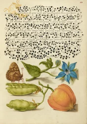 Planta de madeira salpicada, Talewort, ervilha de jardim e planta de lanterna