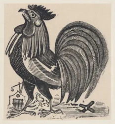 Um galo, ca. 1880-1910.