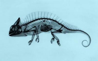 Radiografia histórica de um camaleão-de-crista (Trioceros cristatus) 1896 (foto)