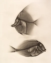 Radiografia histórica de um ídolo-mouro (Zanclus cornutus) e de um peixe-cirurgião de linhas azuis (Acanthurus nigros), 1896