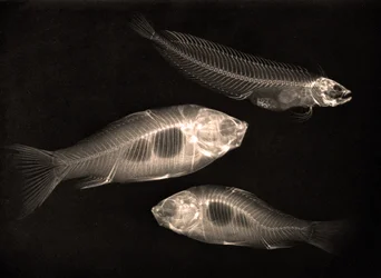 Estudo de raios X de dois peixes dourados e de um peixe de água salgada