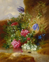 Alpenblum,